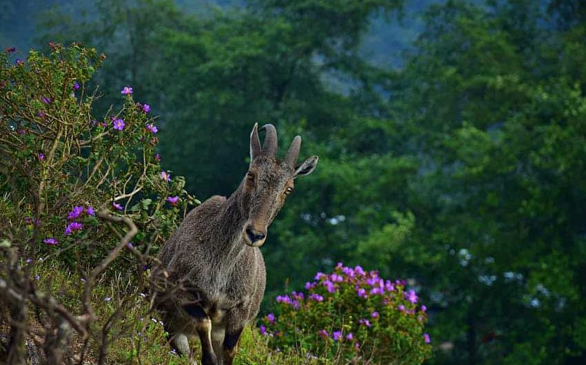 Eravikulam National Park